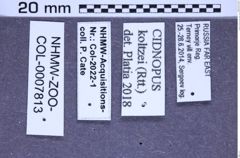 Etiketten zu Cidnopus koltzei (Reitter, 1895) (NHMW-ZOO-COL-0007813)